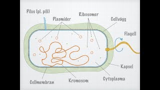 Bakteriecellens uppbyggnad [upl. by Rutherfurd]