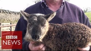 What do you get when you cross sheep amp goat  BBC News [upl. by Rew]