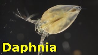 Daphnia [upl. by Romola]