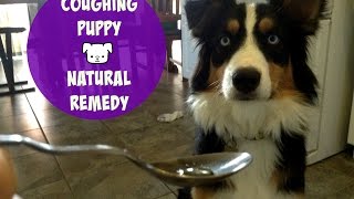 Coughing Dog  Natural Remedy [upl. by Barcroft]