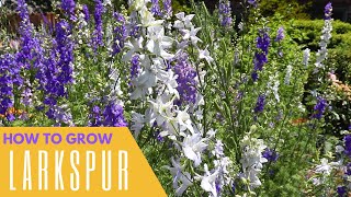 How To Grow Larkspur  Colorful Gardener [upl. by Yrrep14]