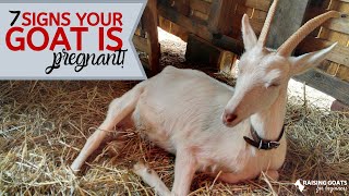 7 Goat Pregnancy Signs [upl. by Boffa]