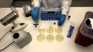 How to Perform Serial Dilutions in Microbiology [upl. by Rediah]