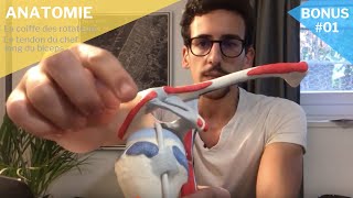 Bonus myologie 01  Le tendon du chef long du biceps brachial [upl. by Travis715]