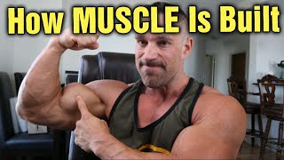 How is Muscle Built Can it be Done in a Caloric Deficit [upl. by Geraldine876]