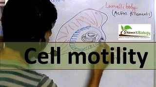 Cell motility [upl. by Meter263]