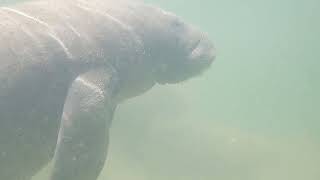 Manatees at Islamorada Fish Company [upl. by Kendyl]