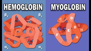 HEMOGLOBIN AND MYOGLOBIN BIOCHEMISTRY [upl. by Yllet]