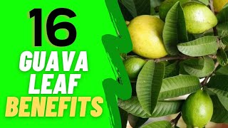 16 INCREDIBLE GUAVA LEAF BENEFITS  HOW TO MAKE GUAVA LEAF TEA [upl. by Hsara591]