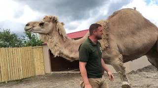 Animal Adventures with Jordan Dromedary Camels [upl. by Tolley]