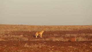 Dingo howling [upl. by Enneyehs]