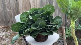 How I harvested my Southern Georgia Collard Greens [upl. by Eelik]