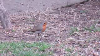 Crvendać Erithacus rubecula [upl. by Gustie]