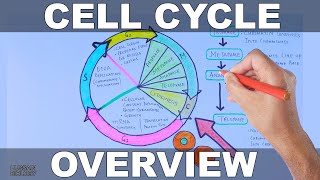 Cell Cycle  Overview [upl. by Starling]