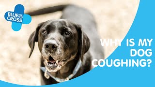 Why Is My Dog Coughing  Blue Cross Pet Advice [upl. by Ttreve212]