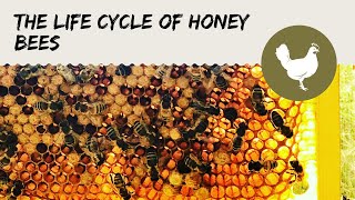 The Life Cycle of Honey Bees [upl. by Aniuqal239]