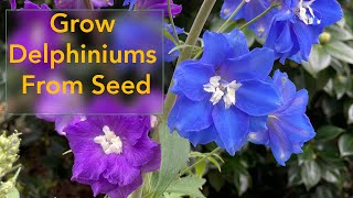 How to Grow Delphinium Flowers From Seed  From Planting Seed to Flowering Delphinium Plant [upl. by Orvie]