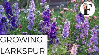 How to Grow Larkspur Flowers in the Hardy Annual Cut Flower Garden [upl. by Arrehs220]