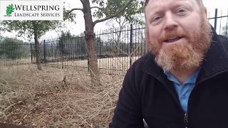 How To Prune Lantana In The Winter [upl. by Tecla177]