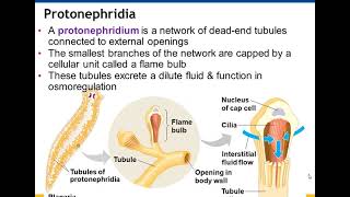 Chapter 44 Osmoregulation and Excretion [upl. by Standish125]