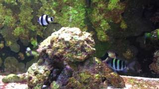 Damselfish Community Aquarium [upl. by Polivy]