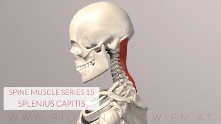 Splenius Capitis Spine Series 15 Neck Muscles 3D Animation [upl. by Childs428]