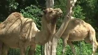 The Dromedary Camel Camelus Dromedarius One Hump [upl. by Elehcar]