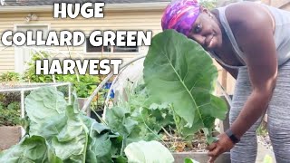 Growing Collard Greens  Huge Harvest [upl. by Sager]