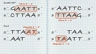 DNA Blunting Tutorial [upl. by Jasisa412]