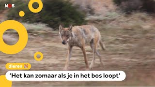 Steeds meer wolven gespot in Nederland [upl. by September369]