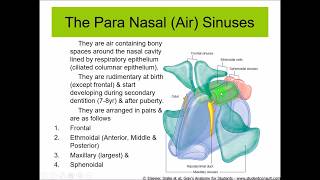 Anatomy of the PARANASAL AIR SINUSES  Dr Yusuf [upl. by Vanderhoek728]