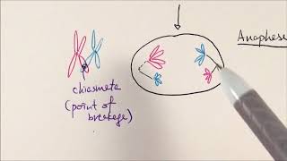 AS Biology  Meiosis OCR A Chapter 63 [upl. by Wiburg]