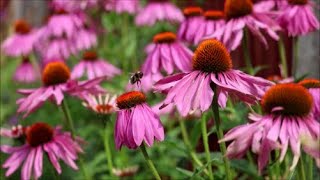 How to Grow Echinacea from Seed [upl. by Wolfgang]