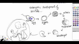 protostomes vs deuterostomes [upl. by Aihsyak858]