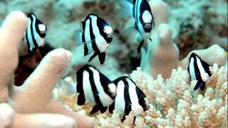 Facts The Three Stripe Damselfish Humbug Dascyllus [upl. by Rausch]