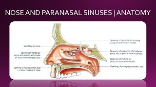 NOSE AND PARANASAL SINUSES  ANATOMY  SIMPLIFIED [upl. by Adeirf671]