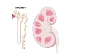 Renal Hemodynamics Animation [upl. by Sabanrab531]