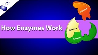 How Enzymes Work [upl. by Eramal]