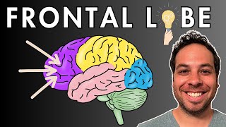 The Frontal Lobe  Location and Function [upl. by Nocaed]