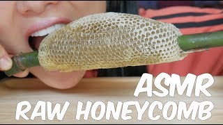 ASMR RAW HONEYCOMB EATING SOUNDS  SASASMR Part 4 [upl. by Reynolds]