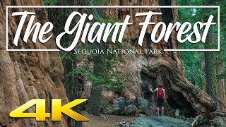 The Giant Forest 4K  Sequoia National Park [upl. by Loss]