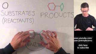 What Are Enzymes [upl. by Esau]