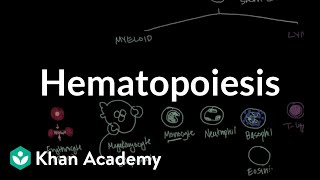 Hematopoiesis  Hematologic System Diseases  NCLEXRN  Khan Academy [upl. by Eecak]