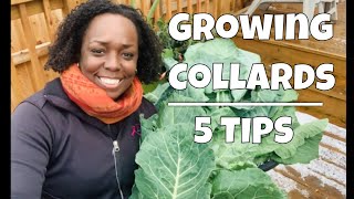 Growing Collard Greens  5 Tips [upl. by Cynar]