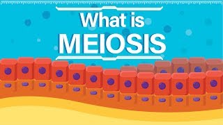 What is Meiosis  Animated Explanation [upl. by Torrell]