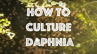 How To Culture Daphnia Magna [upl. by Grizelda166]