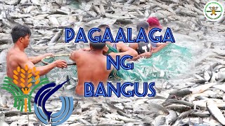 Milkfish farming in the Philippines  bangus farming in the Philippines  Happy Farmer  BFAR [upl. by Lleder]