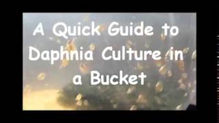 How to culture daphnia outside [upl. by Annahc]