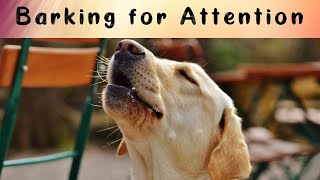 Stopping Attention Seeking Barking  How to Stop Demand Barking [upl. by Adnylem]