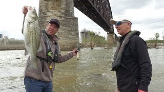 World Class Hybrid Bass Fishing Below McAlpine Dam [upl. by Roshelle]